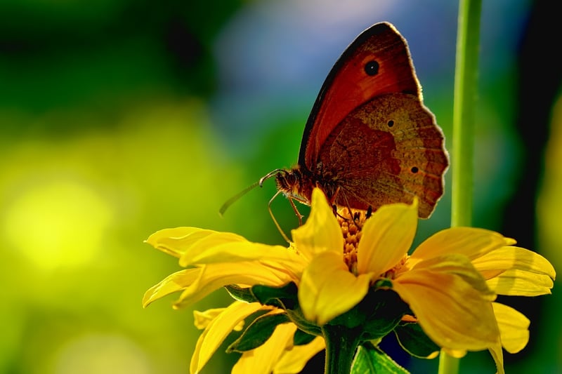 Butterfly Effect