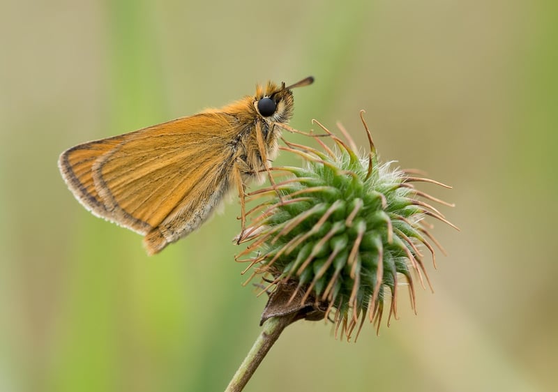Butterfly Image